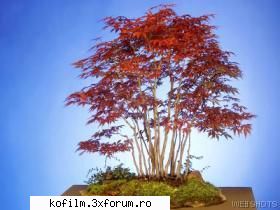 bonsai 2: stim sa ne alegem florile?