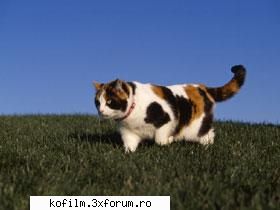 3.april 2006 miliarde lei luati tot seif furt. mai multi hoti jefuit sfarsitul saptamanii trecute