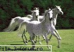 14aprilie2006 Caii-minunate făpturi!