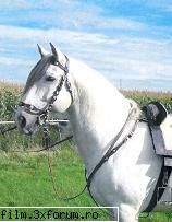 rasa lusitano