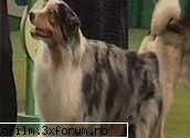 15 martie 2006 - Diverse PRESTIGIU DE PATRUPED Ciobănescul - Martie 2006