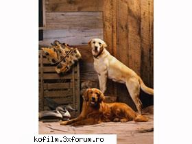 3.april 2006 - kofilm - Aprilie  2006
