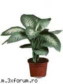 Stim sa ne alegem florile? - blueapple - Necesitatea  plantelor in casa