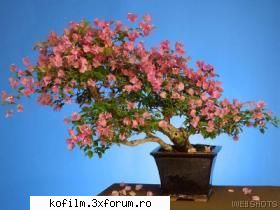 Stim sa ne alegem florile? - blueapple - Necesitatea  plantelor in casa